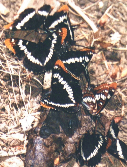 Limenitis lorquini