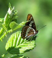 Limenitis lorquini