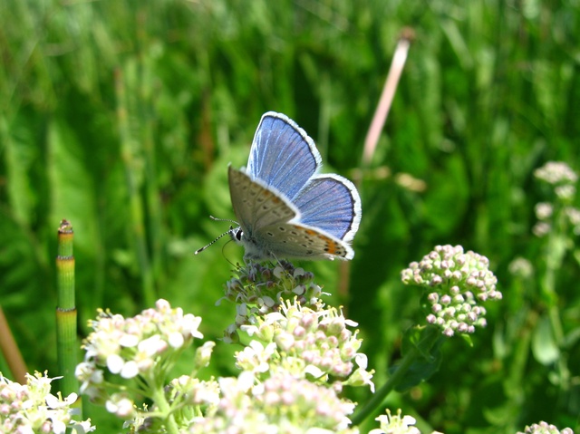 Lycaeides melissa melissa