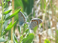 Lycaeides melissa melissa