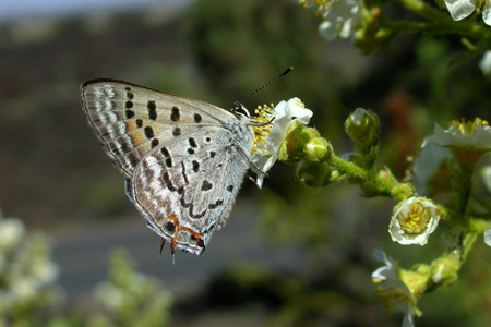 Lycaena arota arota