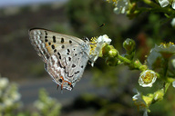 Lycaena