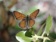 Lycaena arota arota