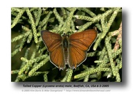 Lycaena arota virginiensis