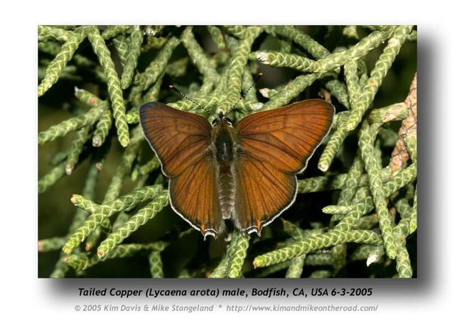 Lycaena arota virginiensis