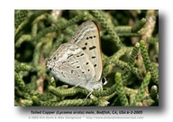 Lycaena arota virginiensis