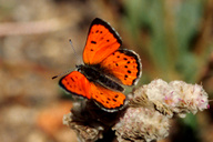 Lycaena cupreus