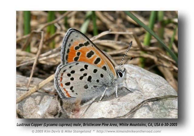 Lycaena cupreus