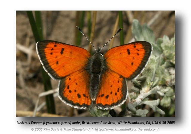 Lycaena cupreus