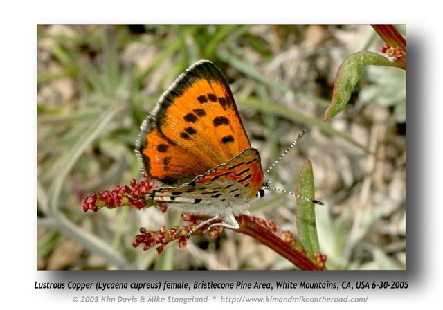 Lycaena cupreus