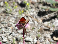 Lycaena cupreus