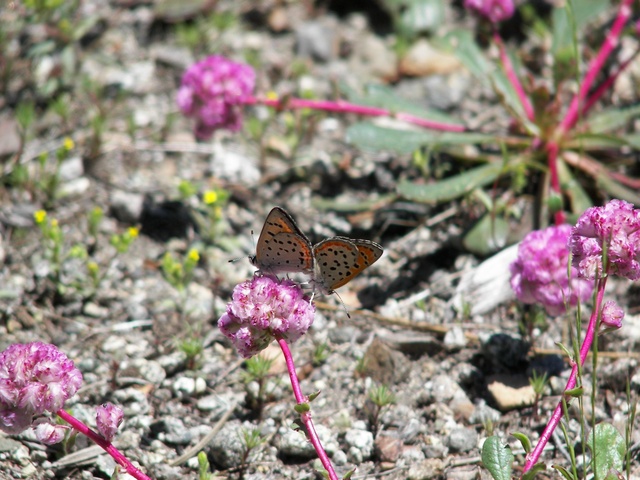 Lycaena cupreus