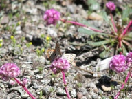 Lycaena cupreus