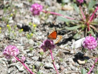 Lycaena cupreus