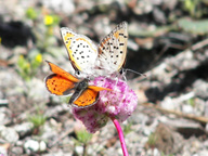 Lycaena cupreus