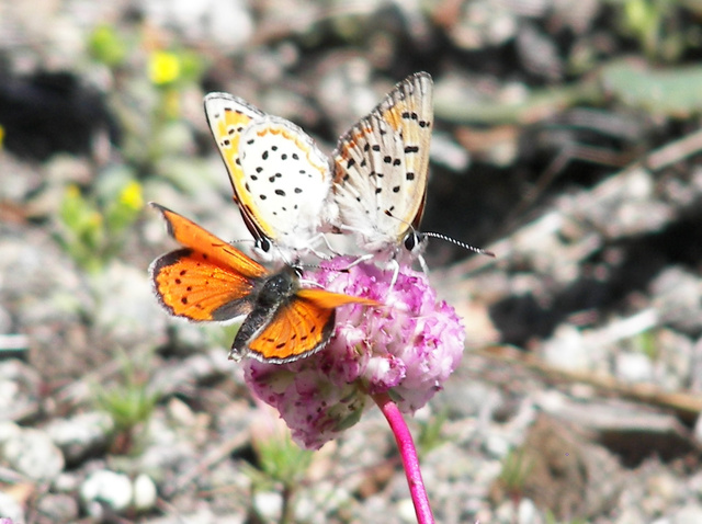 Lycaena cupreus