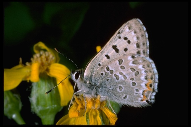 Lycaena editha