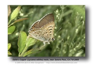 Lycaena editha