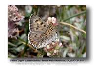 Lycaena editha