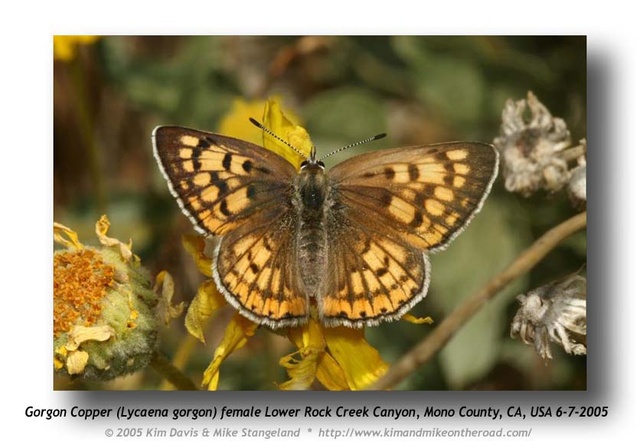 Lycaena gorgon