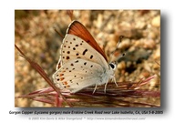 Lycaena gorgon