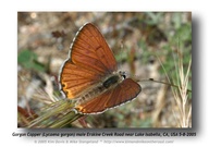 Lycaena gorgon