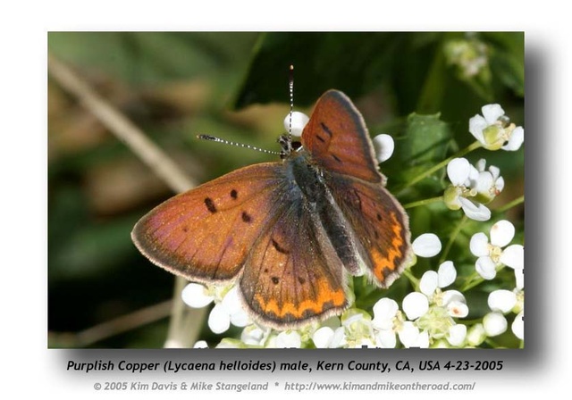 Lycaena helloides