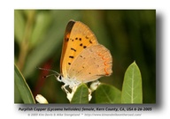 Lycaena helloides