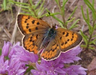 Lycaena helloides