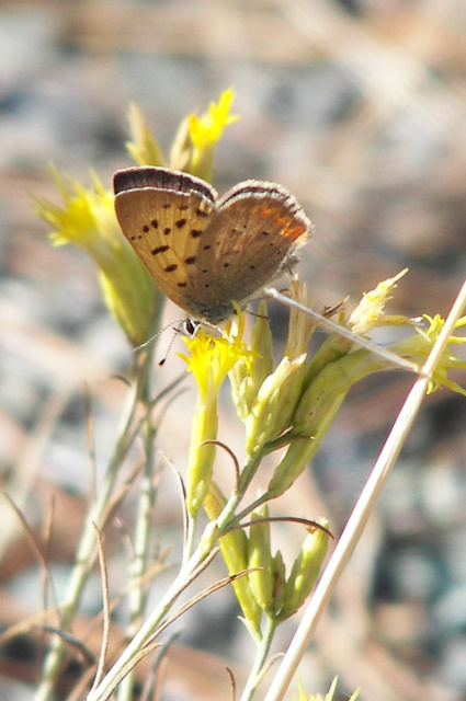 Lycaena helloides