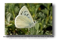 Lycaena heteronea