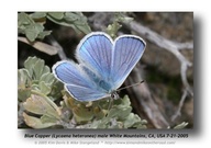 Lycaena heteronea