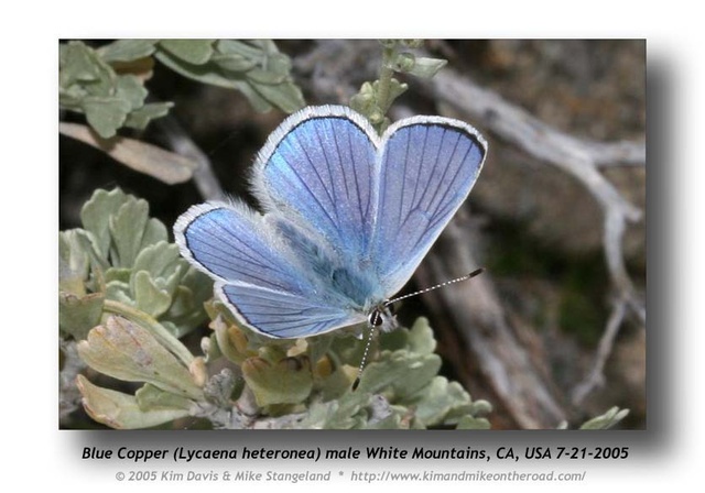 Lycaena heteronea