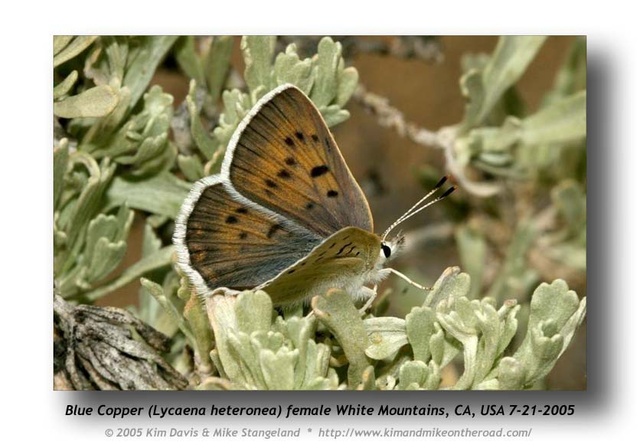 Lycaena heteronea