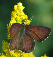 mariposa