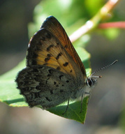 Lycaena mariposa