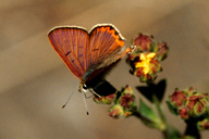 Lycaena nivalis