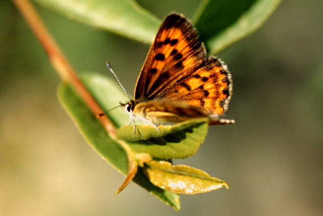 Lycaena nivalis