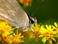 Lycaena rubidus