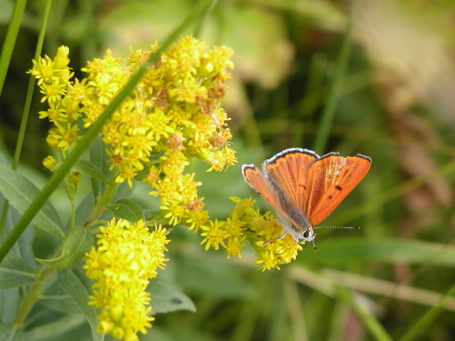 Lycaena rubidus