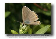 Lycaena xanthoides