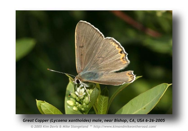 Lycaena xanthoides