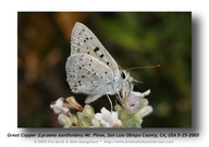 Lycaena xanthoides