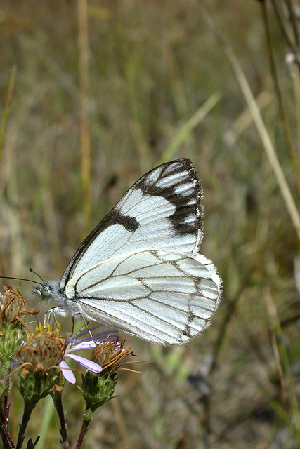 Neophasia menapia