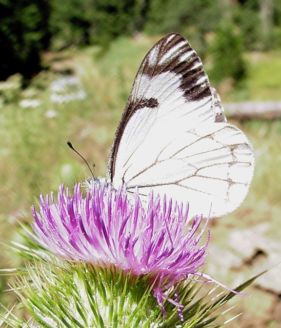 Neophasia menapia