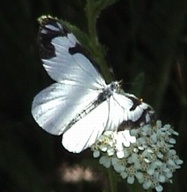 Neophasia menapia