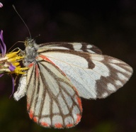 Neophasia menapia