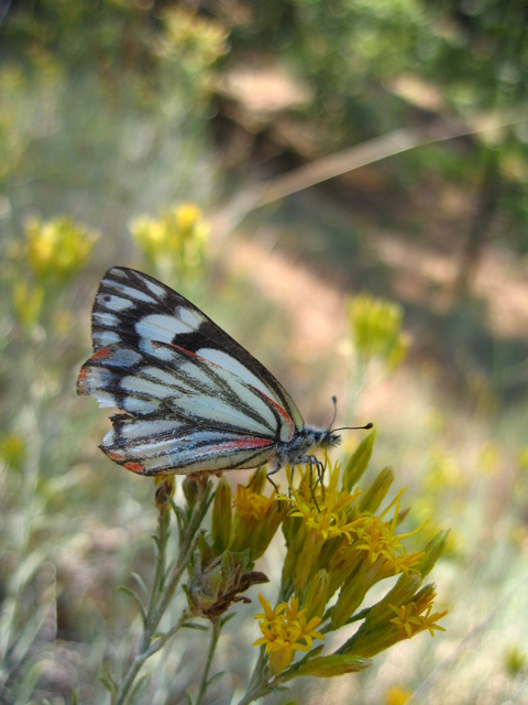 Neophasia menapia