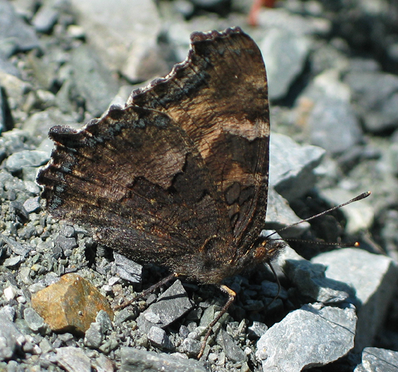 Nymphalis californica