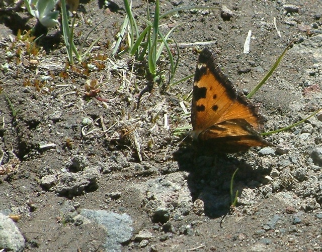 Nymphalis californica